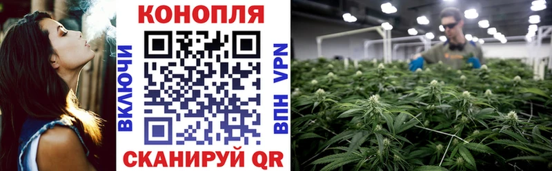 Канабис сатива  Купить где  Новоржев 